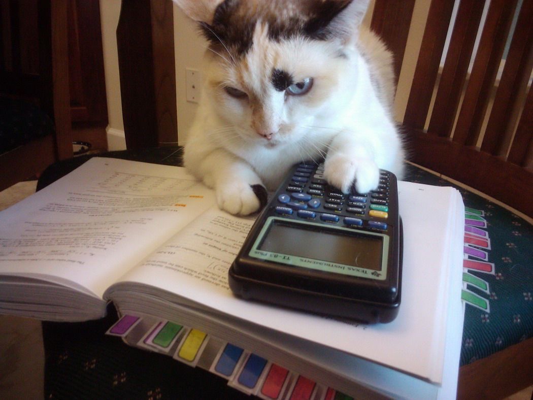 Image of cat using calculator